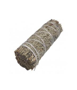 SALVIA AZUL SHASTA MANOJO 10CM