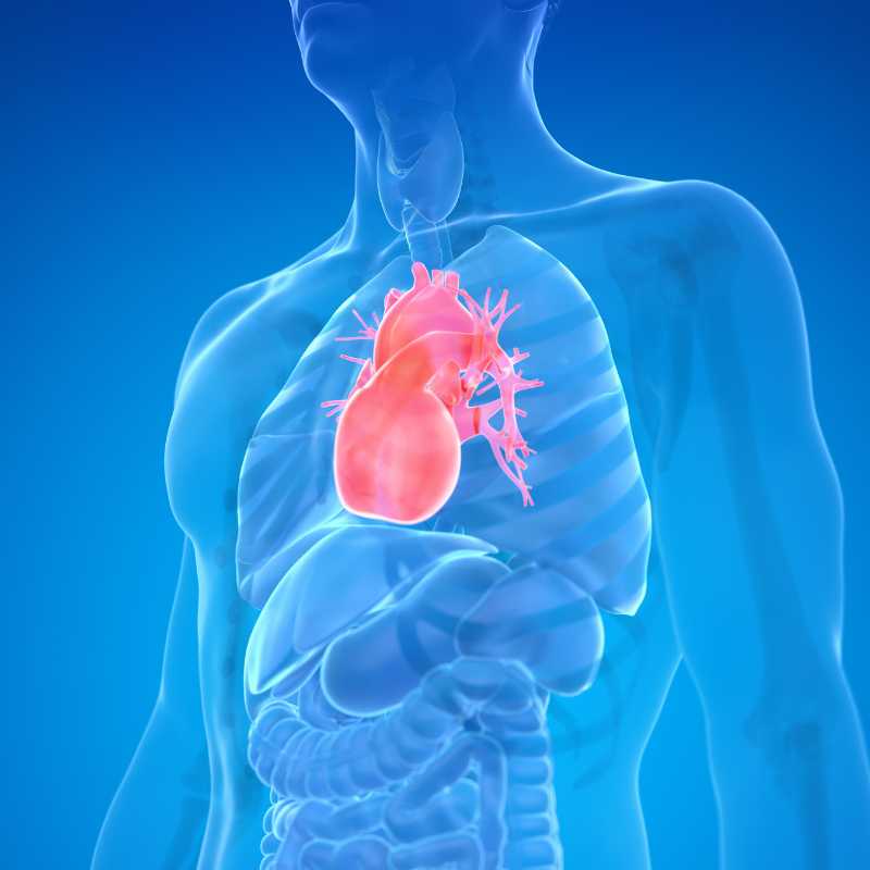 SISTEMA CIRCULATORIO